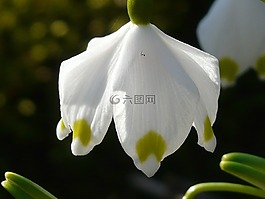 雪花,春天的花,開(kāi)花