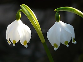 雪花,春天的花,開花