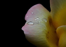 鮮花,自然,植物