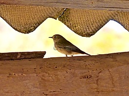鳥,屋頂,詳細