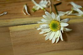 情感,菊花鳥啼,河內(nèi)