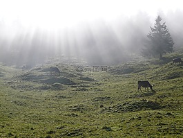 阿爾姆,alpe,牛