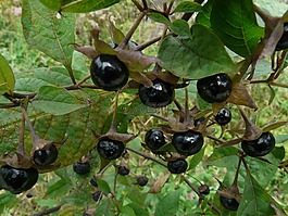 顛茄,櫻桃,廠