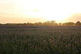日落,蜜蜂,季節(jié)