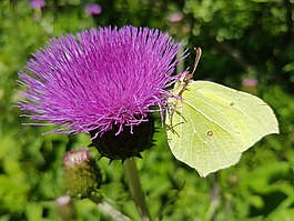 粉蝶科,weislinge,gonepteryx rhamni