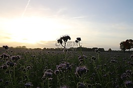 蜜蜂,蜜蜂的朋友,字段