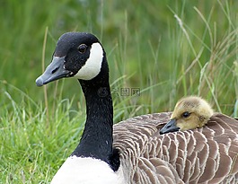 鵝,小鵝,野生動物