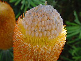 班克西亚,开花,盛开