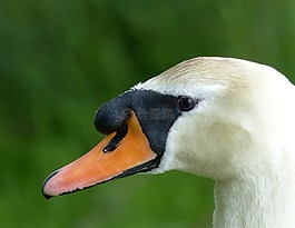 天鵝,鳥(niǎo),優(yōu)雅