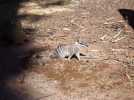 numbat,螞蟻beutler,嚙齒動(dòng)物
