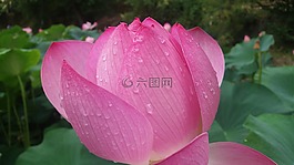 百合,雨,花卉