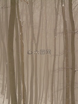 樹,樹干,霧