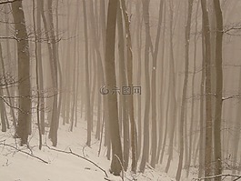 樹,樹干,霧