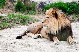 獅子,躺在,戶外