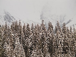 杉木,冷杉,雪