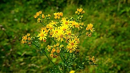 花,植物,花園
