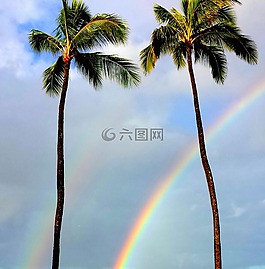 彩虹,棕櫚樹,熱帶