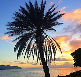 棕櫚,日落,島