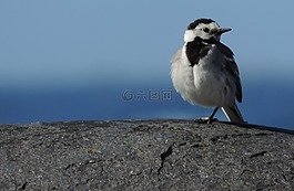 鳥,小,關(guān)閉了