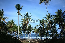 海灘,mar,椰子樹
