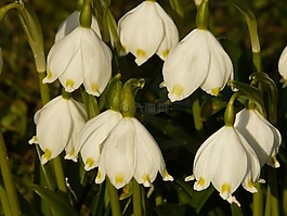 雪花,花,春天
