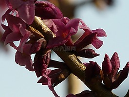 瑞香,花,春天