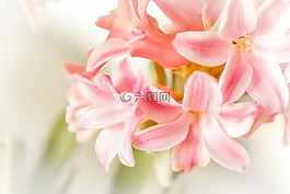 鮮花,花,羅莎