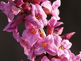 瑞香,花,春天