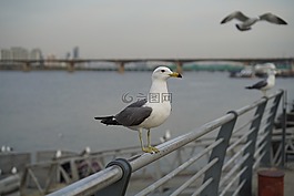 漢河,海鷗,野餐