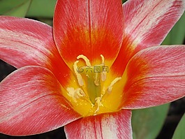 花,郁金香,開花