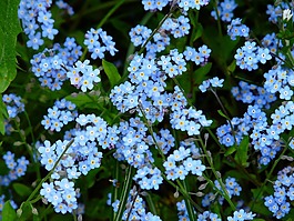 不要忘了我,花,草地