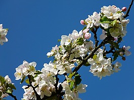 蘋果樹開花,蘋果花,開花