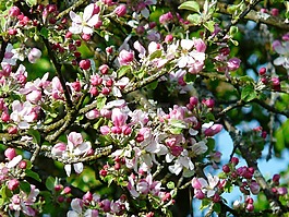 蘋果樹開花,蘋果花,開花
