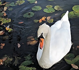 天鵝,野生鳥類,自然