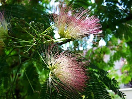 日本絲綢相思,含羞草,粉紅色的花