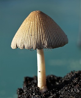 真菌,毒菌,自然