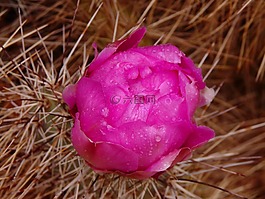 仙人掌,開(kāi)花,花