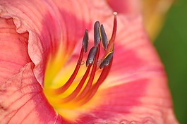 黃花菜,花,特寫