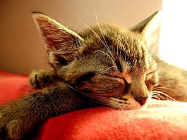 貓,小貓,睡眠