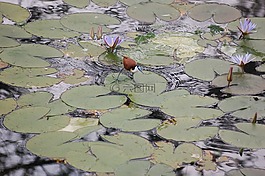 鳥,水,河