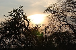 日落,樹,非洲