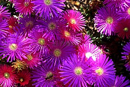非洲菊,花,植物區(qū)系