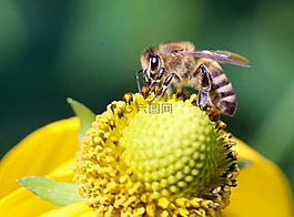蜜蜂,動物,昆蟲