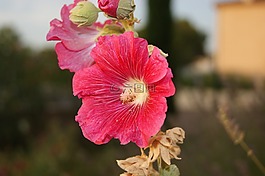 花,粉色,粉紅色的花朵
