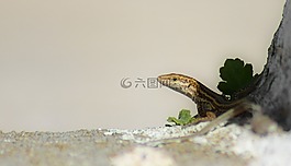 蜥蜴,爬行動物,小