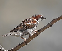 麻雀,鳥,動物