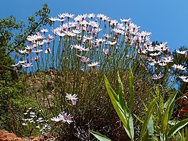 margarithe,開(kāi)花,盛開(kāi)
