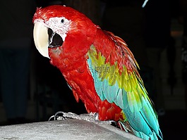 鸚鵡,鳥,動物