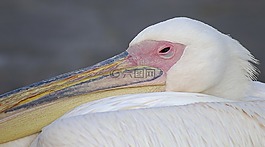 鵜,鳥,希臘