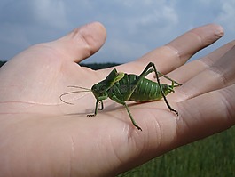 疣biter,decticus verrucivorus,蚱蜢